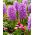 Hiacynt Purple Voice - 3 szt.