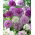 Czosnek ozdobny - Allium mix - 3 szt.