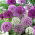 Czosnek ozdobny - Allium mix - 3 szt.