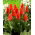 Tulipan Miramare - 5 szt.
