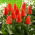 Tulipan Miramare - 5 szt.