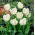 Tulipan White Parrot - GIGA paczka! - 250 szt.