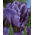 Tulipan papuzi Blue Parrot - GIGA paczka! - 250 szt.