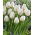 Tulipan City Of Vancouver - GIGA paczka! - 250 szt.