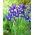 Irys holenderski - Saphire Beauty - GIGA paczka! - 500 szt.