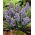 Szafirek Muscari Fantasy Creation - GIGA paczka! - 500 szt.