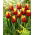 Tulipan Denmark - GIGA paczka! - 250 szt.