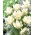 Tulipan Exotic Emperor - GIGA paczka! - 250 szt.