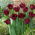 Tulipan Gorilla - GIGA paczka! - 250 szt.