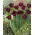 Tulipan Gorilla - GIGA paczka! - 250 szt.
