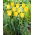 Tulipan Hamilton - GIGA paczka! - 250 szt.
