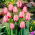 Tulipan Pink Impression - GIGA paczka! - 250 szt.