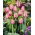 Tulipan Pink Impression - GIGA paczka! - 250 szt.