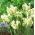 Tulipan Super Parrot - GIGA paczka! - 250 szt.