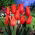 Tulipan Temple of Beauty - GIGA paczka! - 250 szt.
