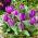 Tulipan Baby Blue - GIGA paczka! - 250 szt.