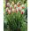 Tulipan Carnaval de Rio - GIGA paczka! - 250 szt.