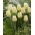 Tulipan Cheers - GIGA paczka! - 250 szt.
