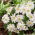Zawilec grecki - White Splendour - GIGA paczka! - 400 szt.