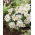 Zawilec grecki - White Splendour - GIGA paczka! - 400 szt.