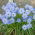 Ipheion - Ifejon - Rolf Fiedler - GIGA paczka! - 500 szt.