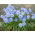 Ipheion - Ifejon - Rolf Fiedler - GIGA paczka! - 500 szt.