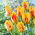 Tulipan Olympic Flame - GIGA paczka! - 250 szt.