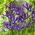 Irys holenderski - Discovery Purple - GIGA paczka! - 500 szt.