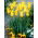 Tulipan West Point - GIGA paczka! - 250 szt.