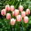 Tulipan Beau Monde - GIGA paczka! - 250 szt.