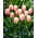 Tulipan Beau Monde - GIGA paczka! - 250 szt.