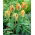 Tulipan Golden Artist - GIGA paczka! - 250 szt.
