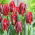 Tulipan Rococo - GIGA paczka! - 250 szt.