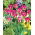 Tulipan Violet Bird - GIGA paczka! - 250 szt.