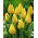 Tulipan Yokohama - GIGA paczka! - 250 szt.