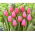 Tulipan Big Love - GIGA paczka! - 250 szt.
