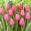 Tulipan Big Love - GIGA paczka! - 250 szt.