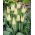 Tulipan Saporro - GIGA paczka! - 250 szt.