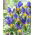 Irys holenderski - Mystic Beauty - GIGA paczka! - 500 szt.