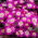 Zawilec grecki - Pink Star - GIGA paczka! - 400 szt.