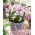 Śnieżnik Chionodoxa forbesii Pink Giant - GIGA paczka! - 500 szt.