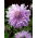 Dalia - Mom's Special - GIGA paczka! - 50 szt.