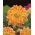 Dalia - Peaches and Cream - GIGA paczka! - 50 szt.