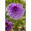 Dalia - Blue Boy - GIGA paczka! - 50 szt.