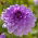 Dalia - Blue Boy - GIGA paczka! - 50 szt.
