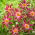 Dalia - Honka Pink - GIGA paczka! - 50 szt.