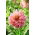 Dalia - Penhill Watermelon - GIGA paczka! - 50 szt.