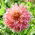 Dalia - Penhill Watermelon - GIGA paczka! - 50 szt.