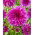 Dalia - Purple Taiheijo - GIGA paczka! - 50 szt.
