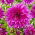 Dalia - Purple Taiheijo - GIGA paczka! - 50 szt.